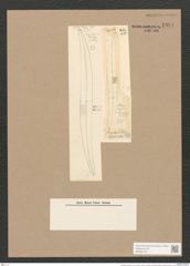 Pleurosigma strigile W.Sm. (de-Toni-Nr.: Genus 13, Species 1082) Zeichnungen Sammlung Grunow Nr. 1981 (NHMW-BOT-W0369130)